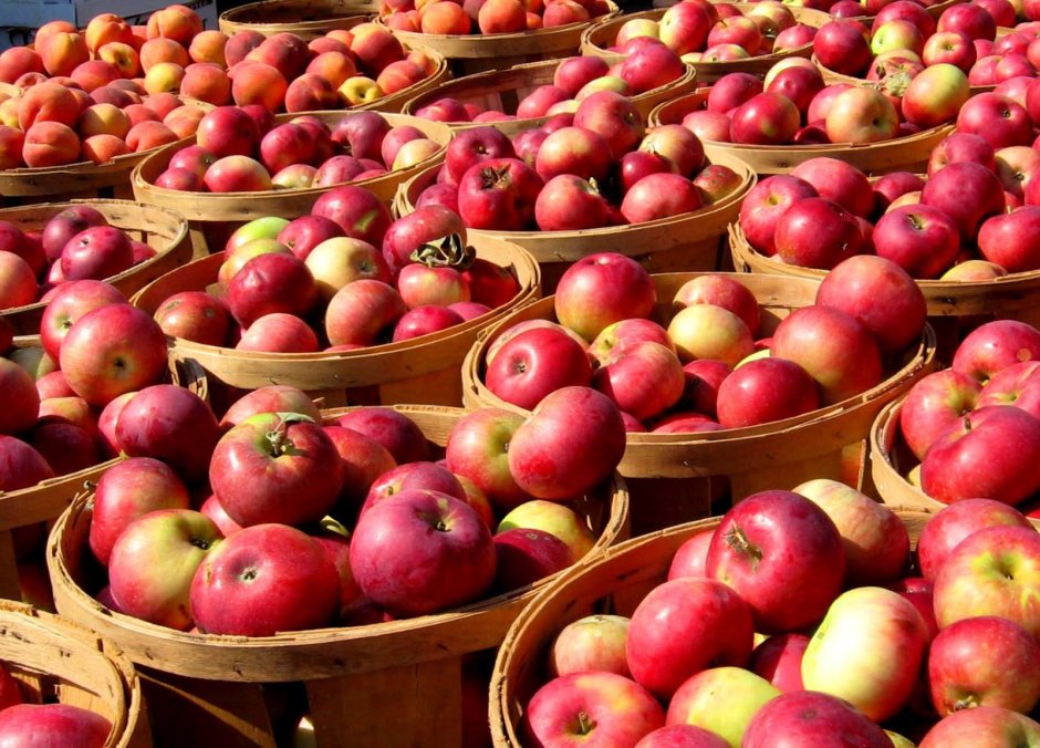 21 Октября день яблока в Англии