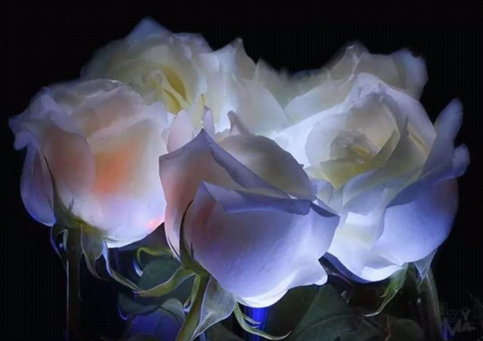 Добрый вечер с белыми розами