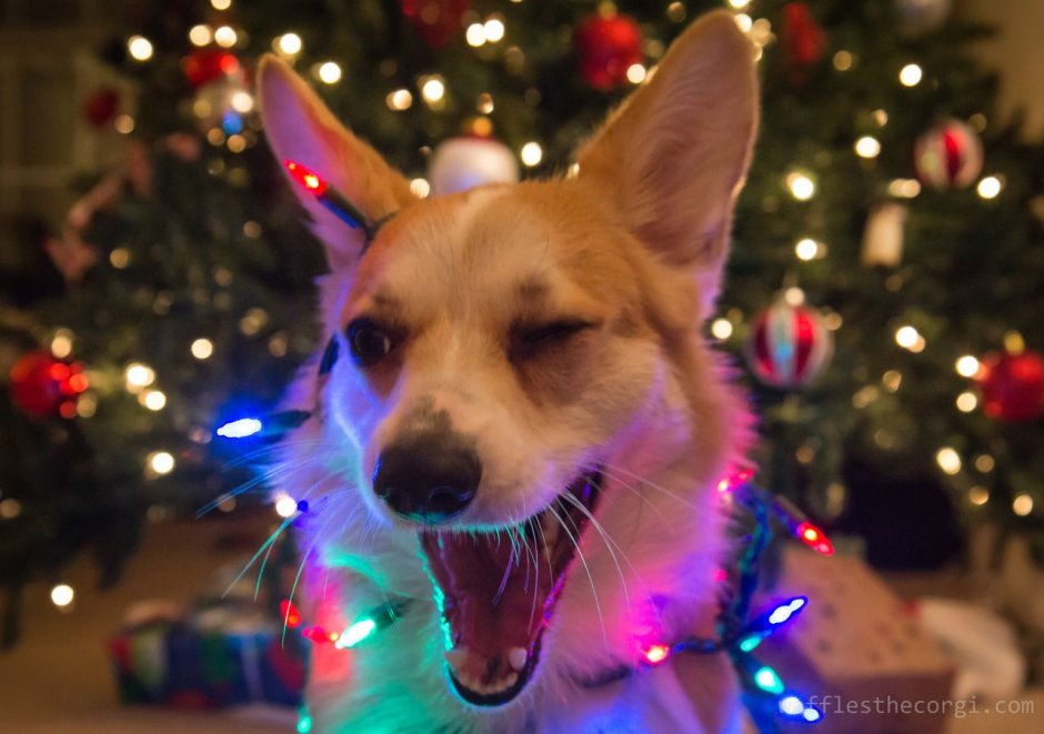 Смешные собакены новый год