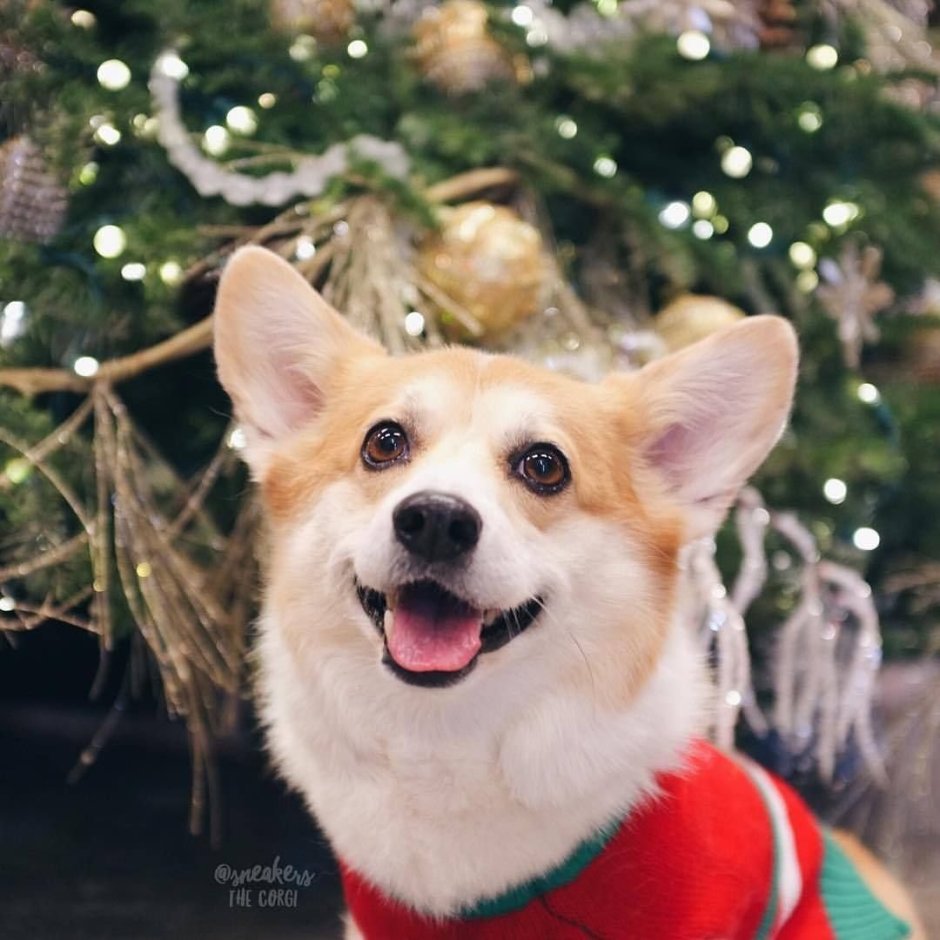 Собаки корги Рождество