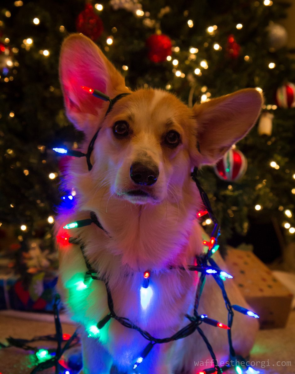 Собаки корги Рождество