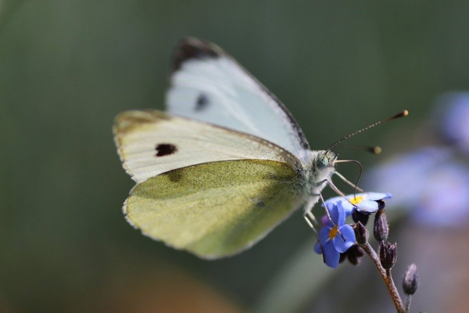 Белая бабочка с голубыми пятнами