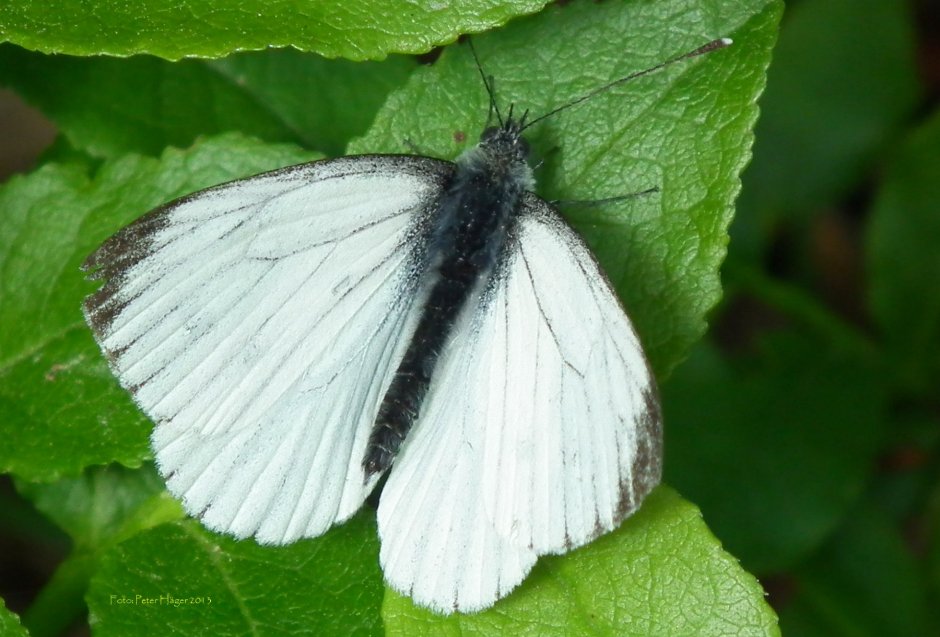 Капустница (Pieris brassicae)