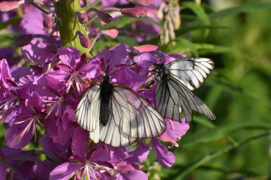 White Butterfly