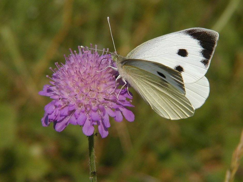 Белая бабочка капустница