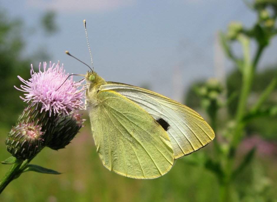 Капустница (Pieris brassicae)