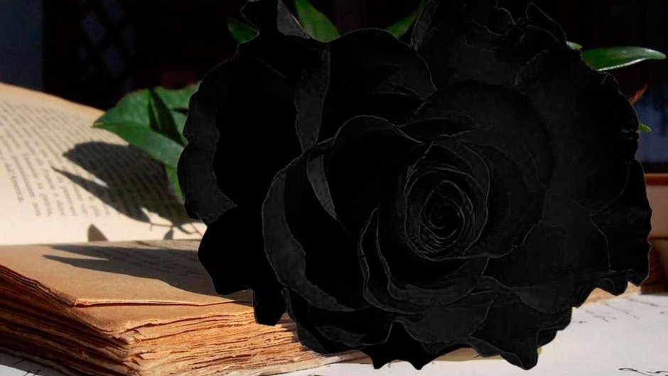 Черная роза на столе