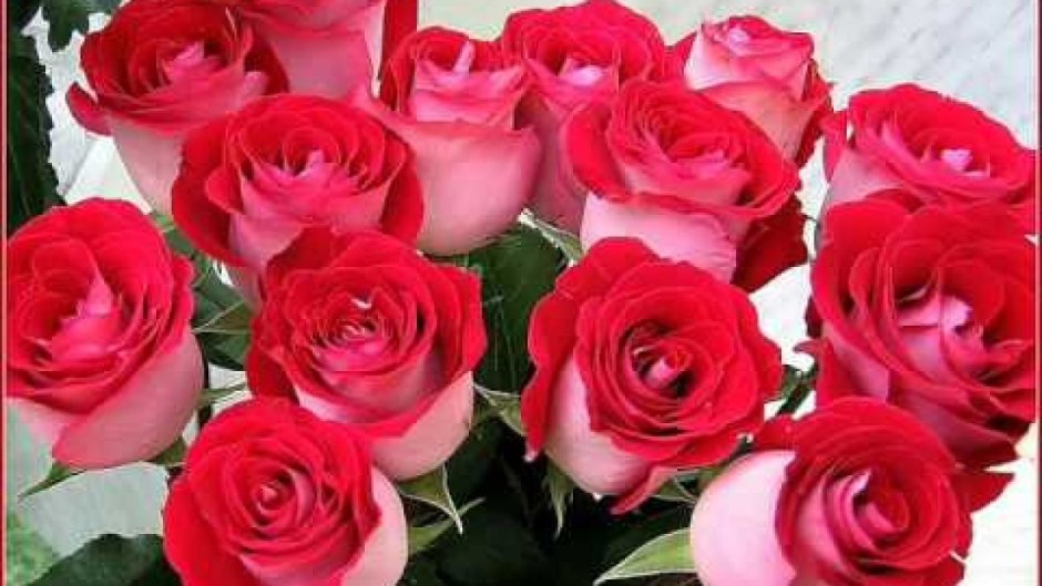 Розы с пожеланиями счастья