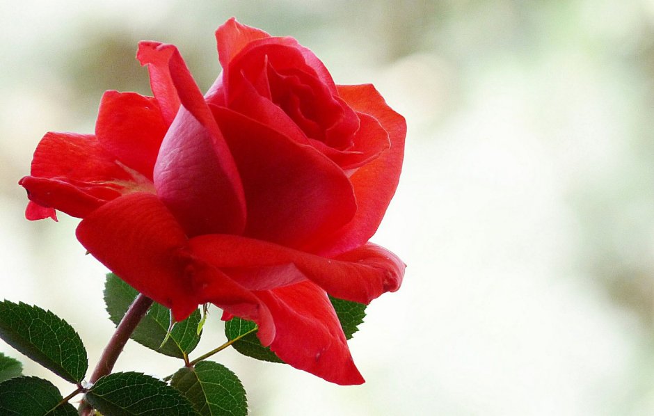 Красивые Алые розы