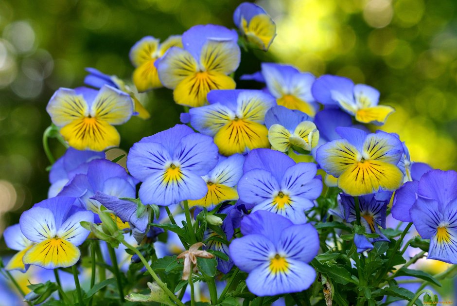 Анютины глазки цветы полевые голубые
