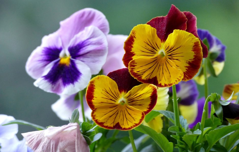 Анютины глазки (Pansy Party)
