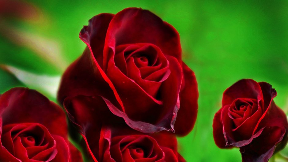 Красные розы HD