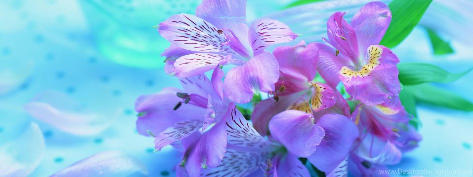 Бирюзово фиолетовый цветочный фон