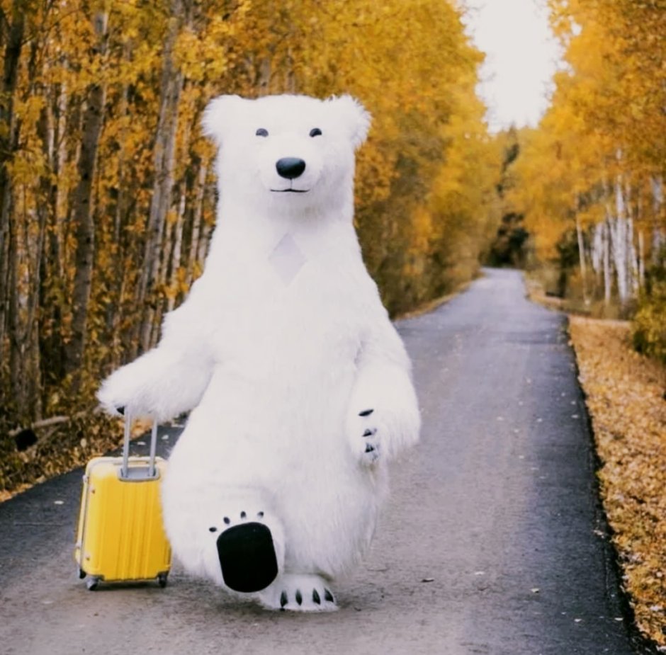 13 Декабря день медведя в России