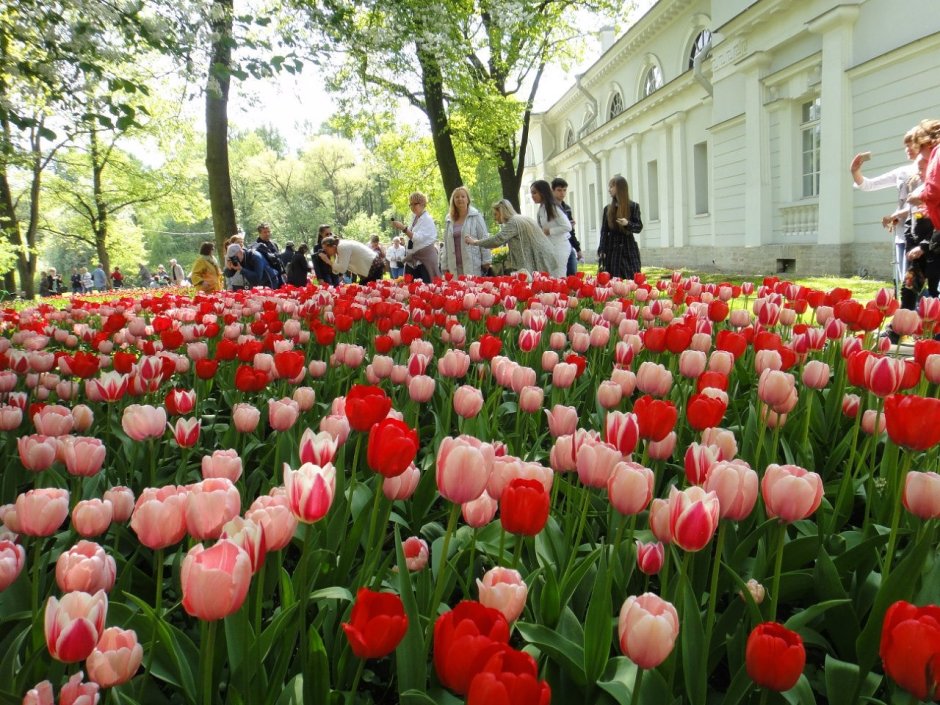 Фестиваль тюльпанов в Санкт-Петербурге 2021 на Елагином