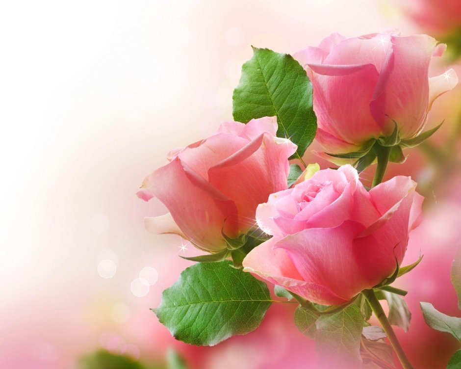 Розовые розы на деревянном фоне