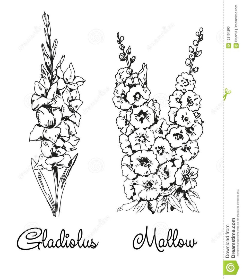 Цветы гладиолусы