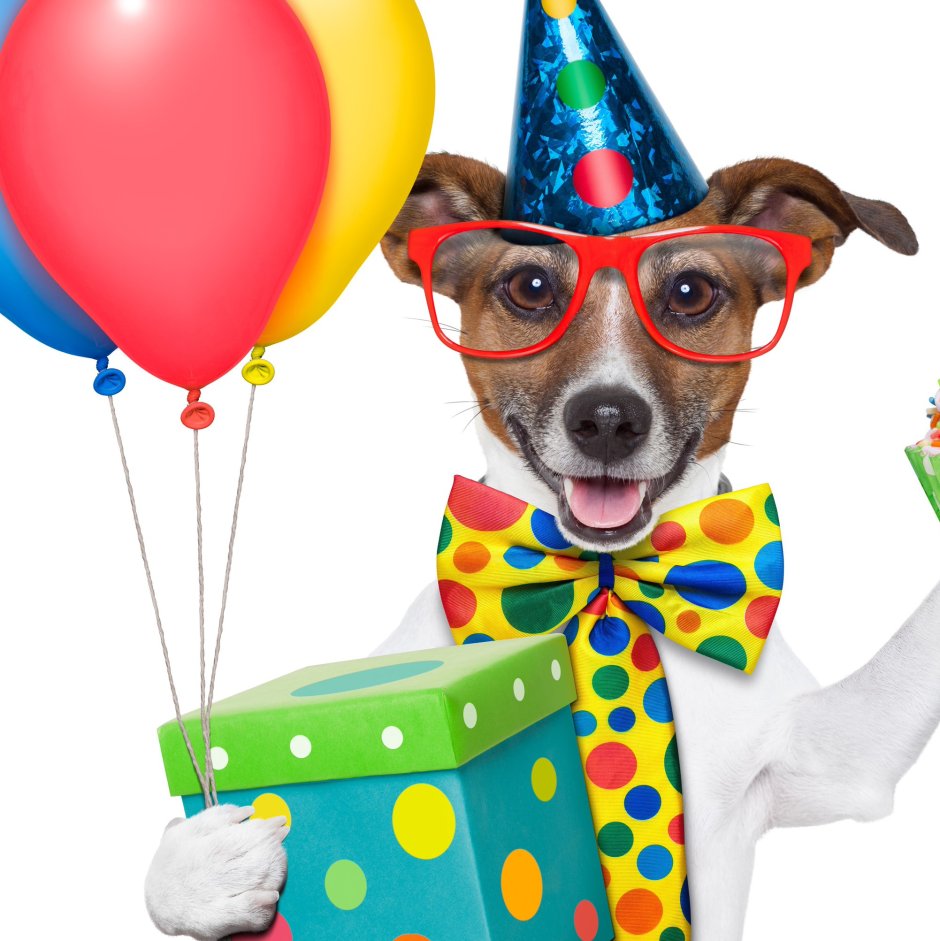 Собака поздравляет с днем рождения