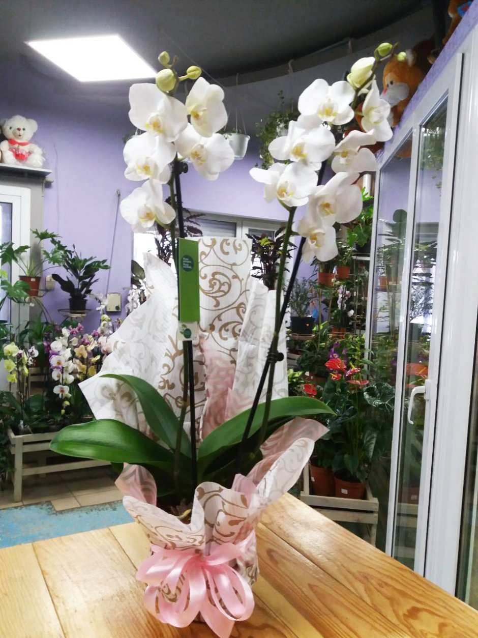 Упаковка орхидеи в горшке