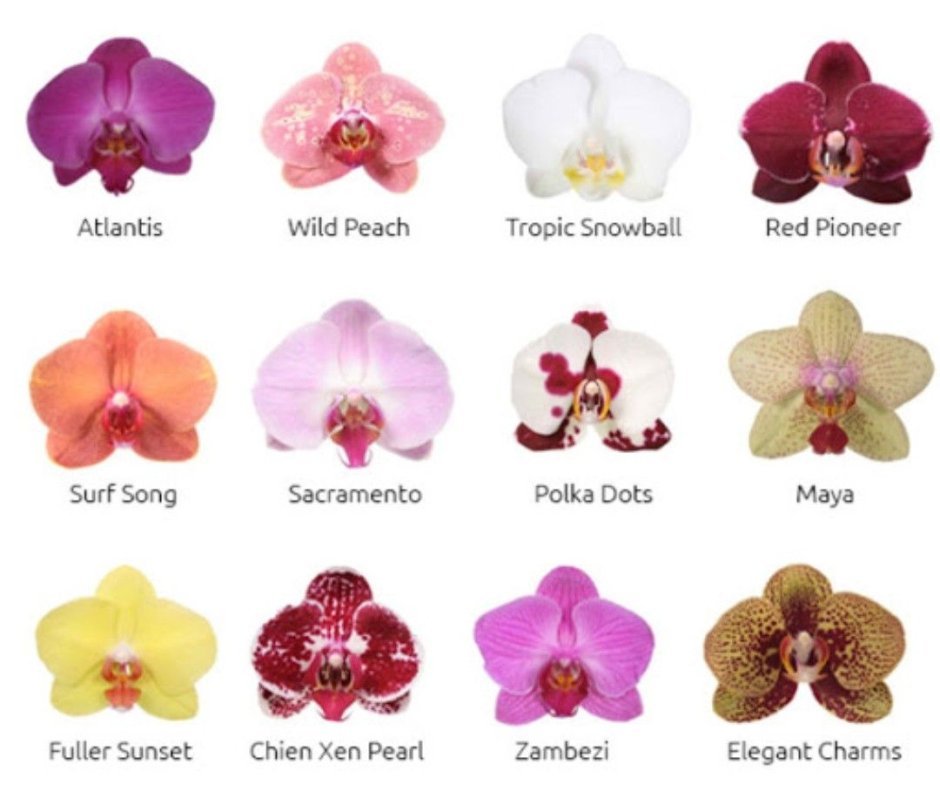 Карликовые орхидеи фаленопсис