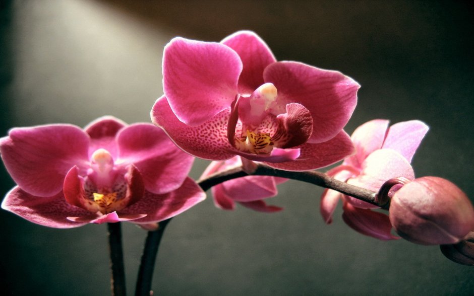 Оформление орхидеи для подарка