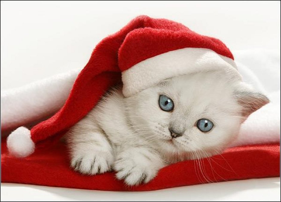 Кошка в новогоднем колпаке