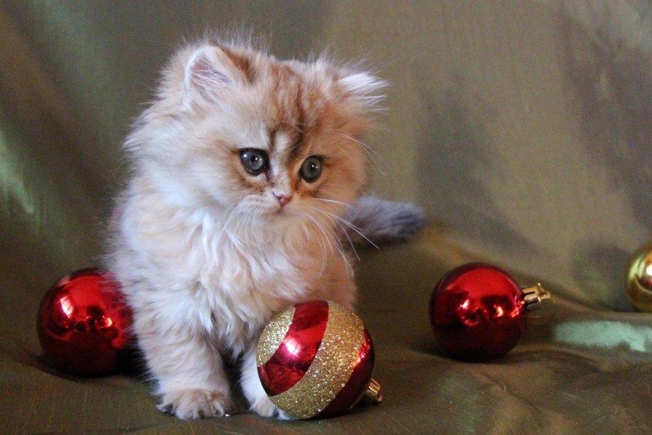 Котенок с новогодним шариком