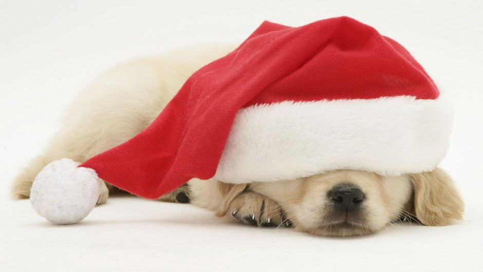 Собака в новогодней шапочке
