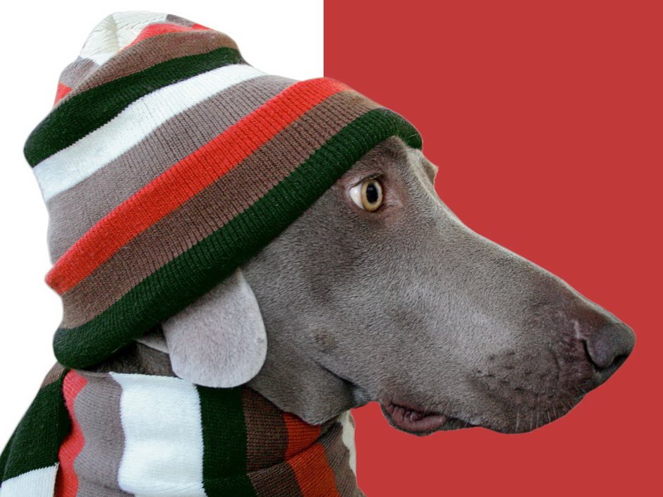 Собака в шапке и шарфе