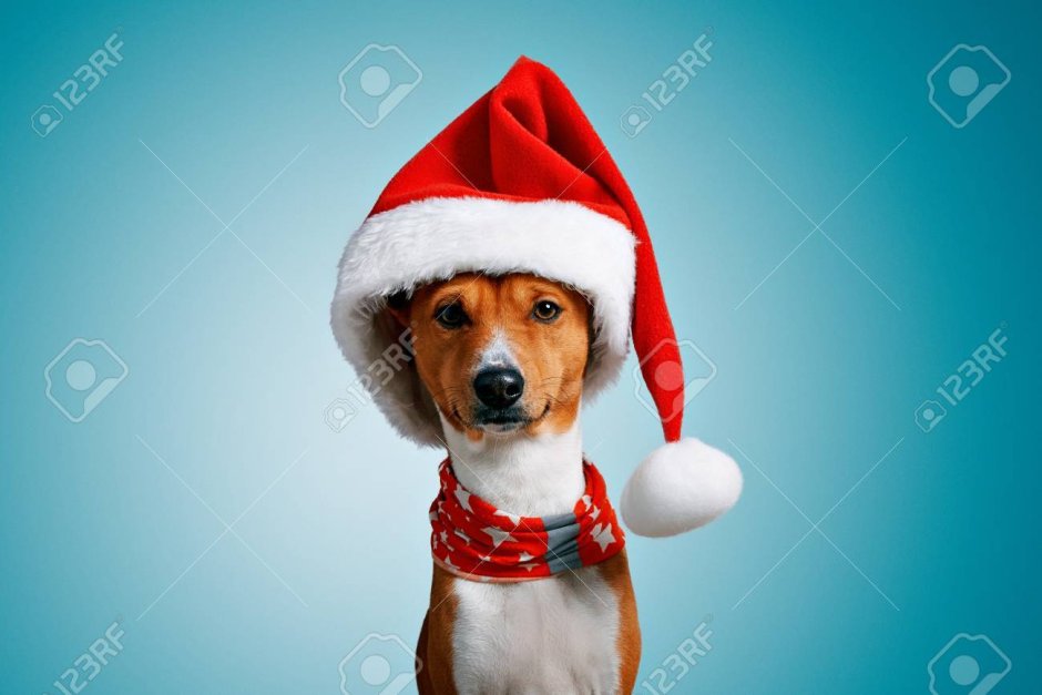 Собака в новогодней шляпе
