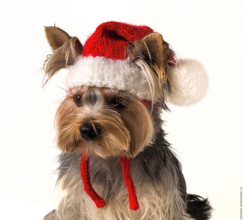 Собака в новогодней шапке