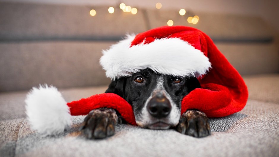 Собака в новогодней шапочке