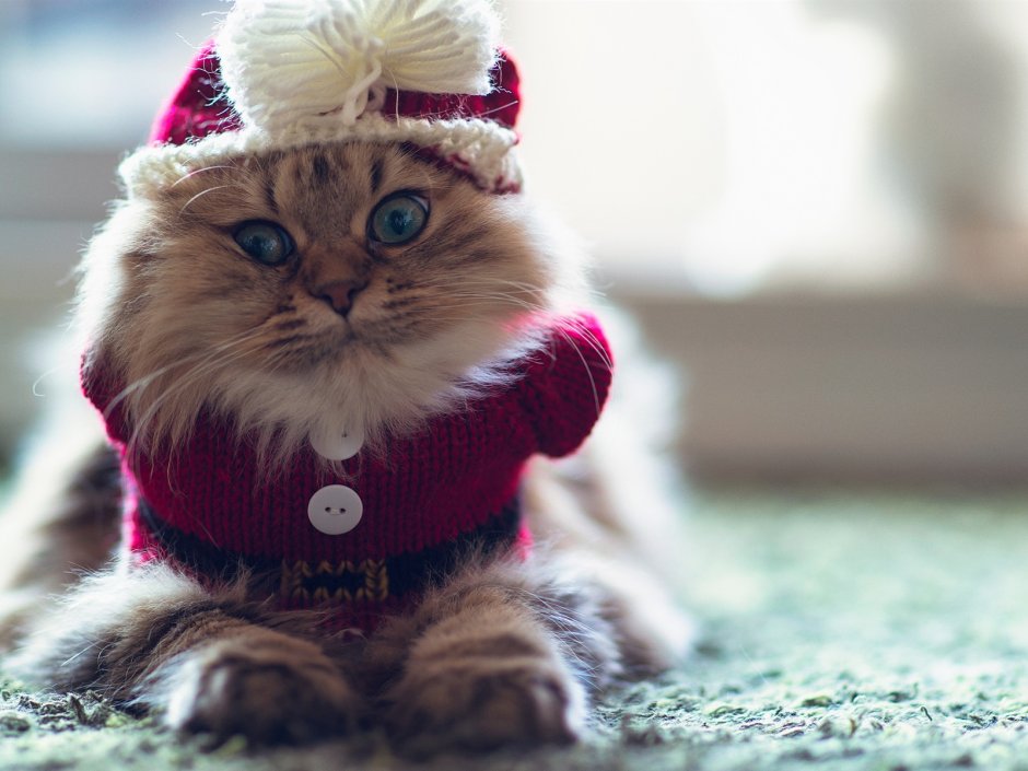 Кот в зимней одежде