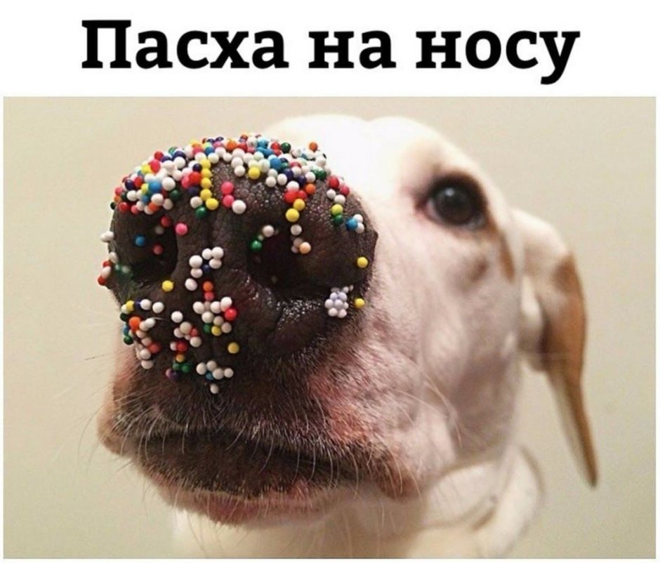 Пасха на носу собака