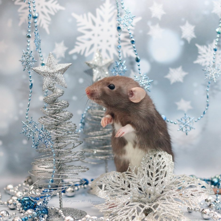 Мышка на снегу