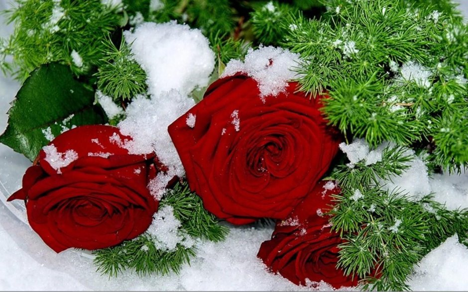 Букет роз зимой