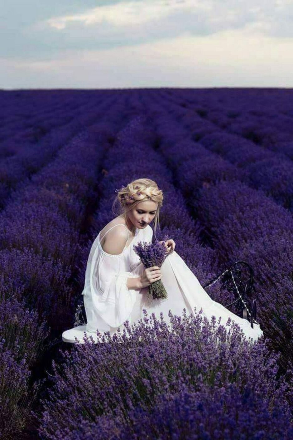 Лаванда французская the Princess Lavender