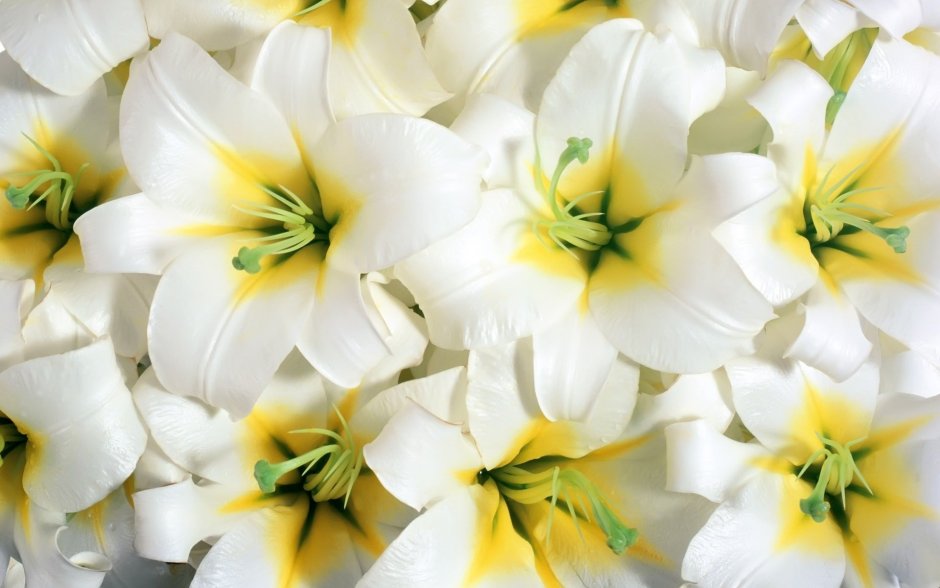 Бело желтые цветы