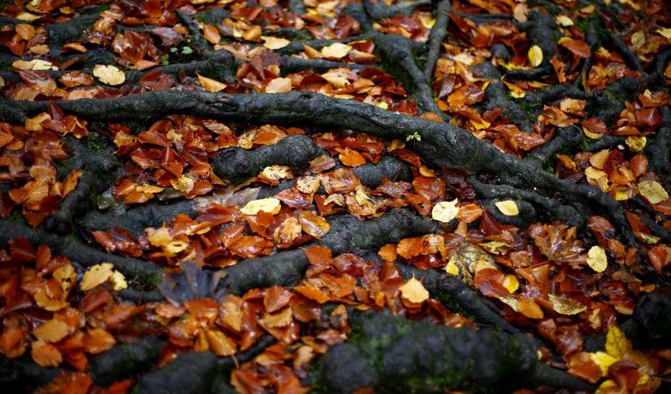 Листья на асфальте