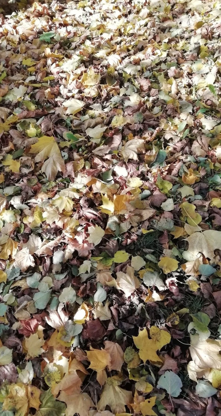 Опавшие листья Эстетика