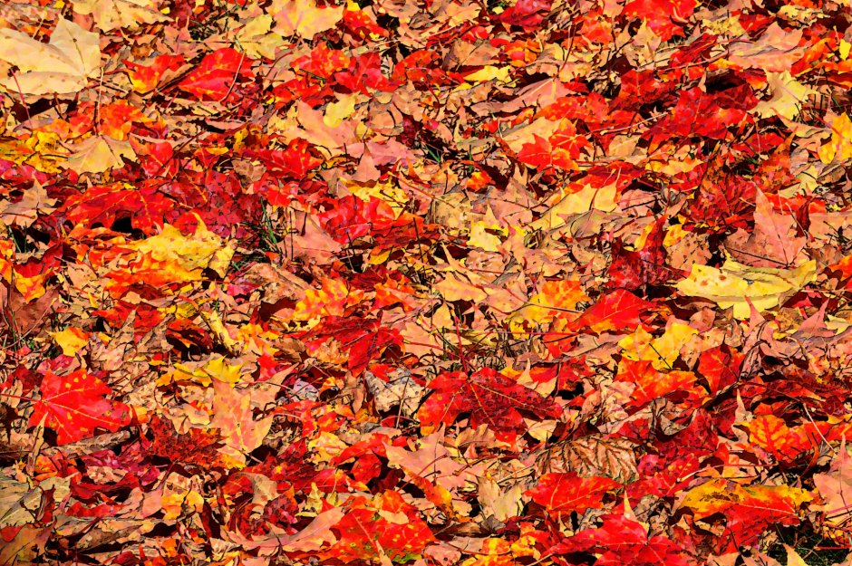 Осенние листья фильм