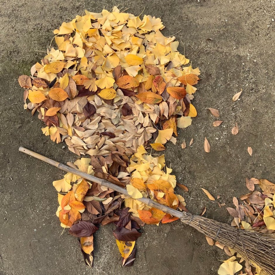 Опавшие кленовые листья