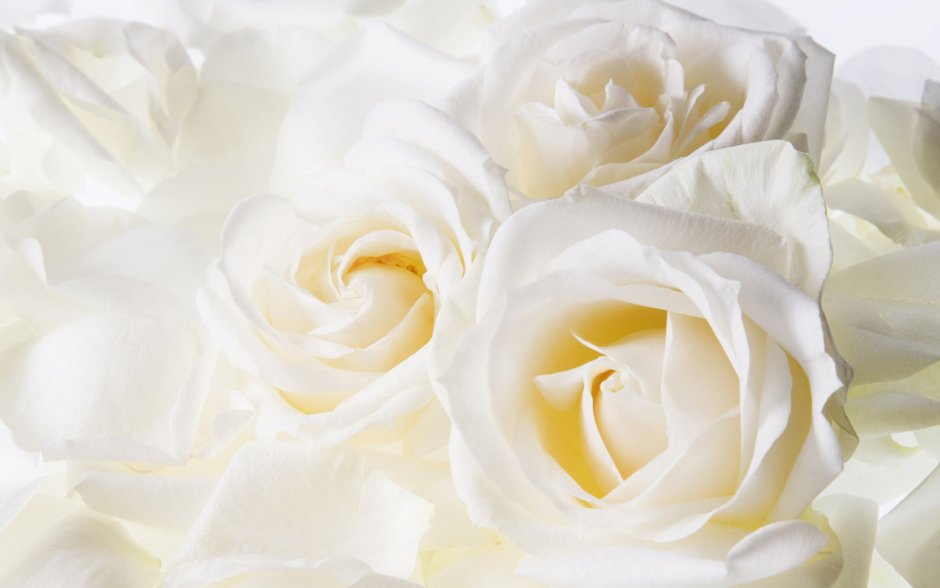 Нежные розы на белом фоне
