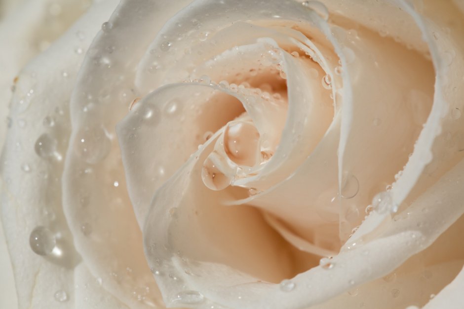 Белая роза с капельками росы