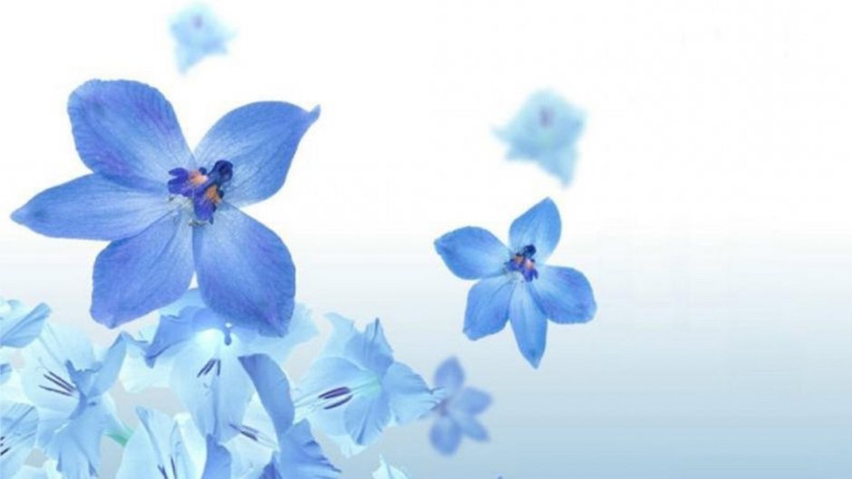 Фоны голубые красивые цветы