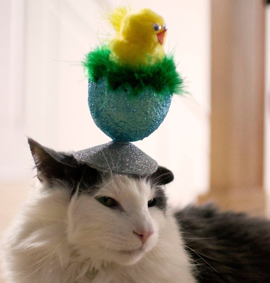 Кот с птичкой на голове