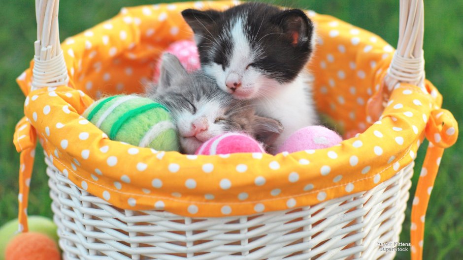 Новорожденные котята в корзинках