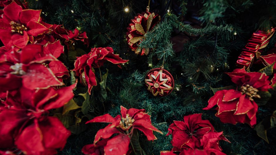 Цветок пуансетия на Рождество