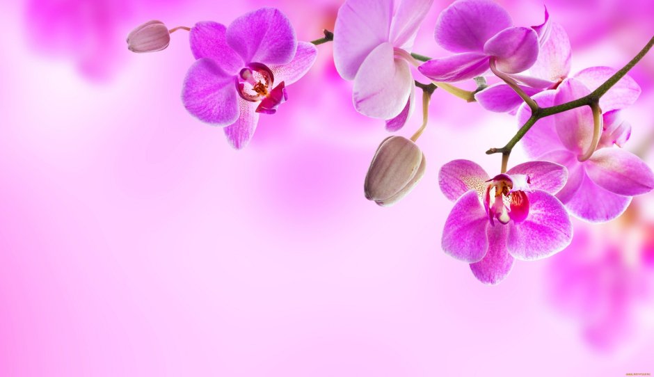Открытки с орхидеями