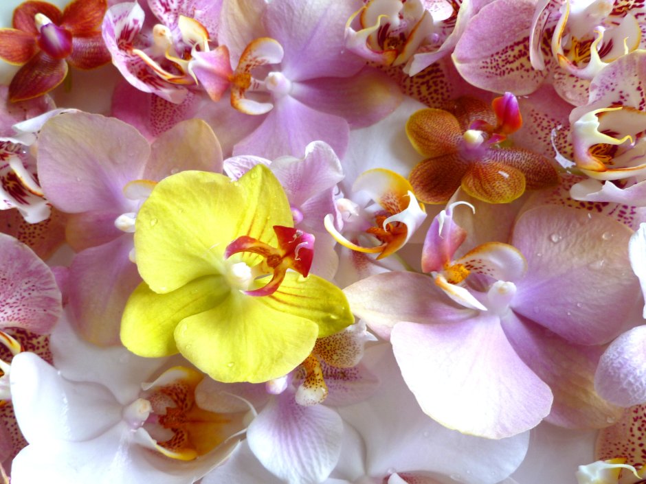 Открытки с днем рождения орхидеи